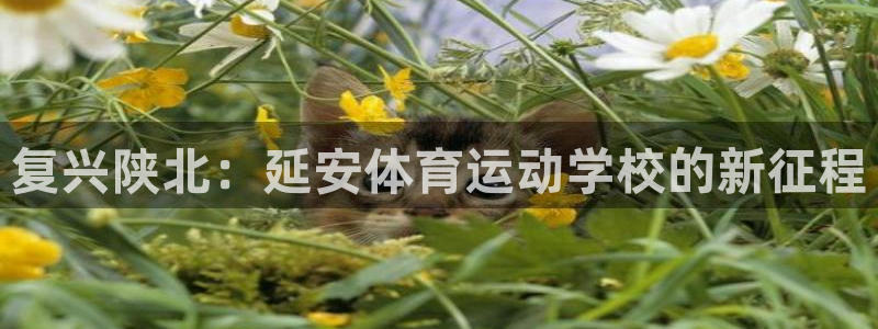 球王会体育